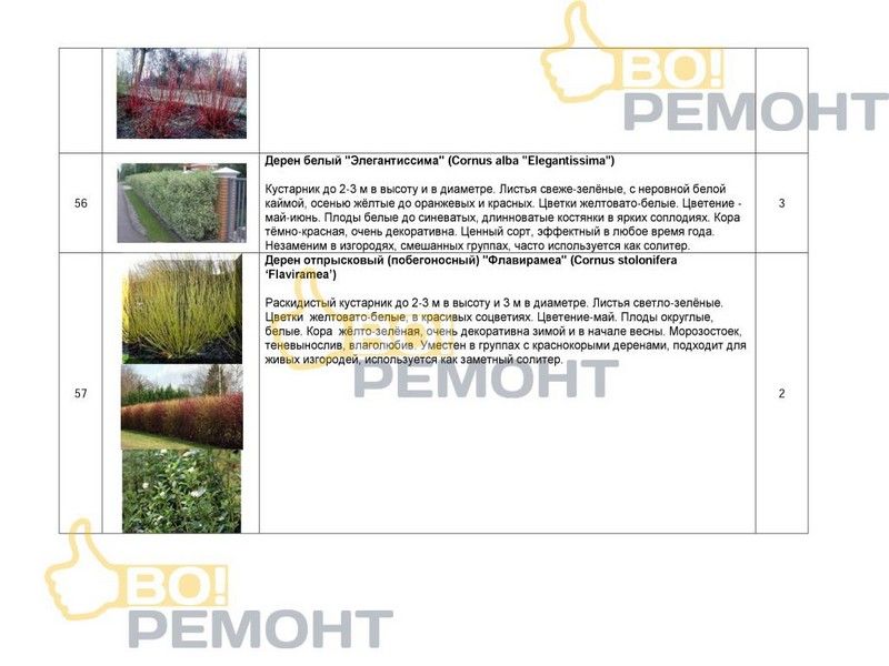 Проект благоустройства территории-102